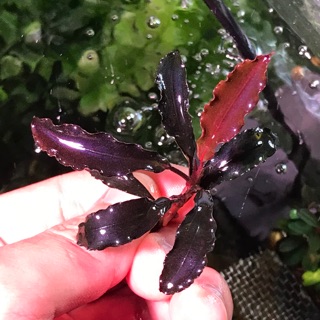 Bucephalandra sp.brownie Ghost west kali