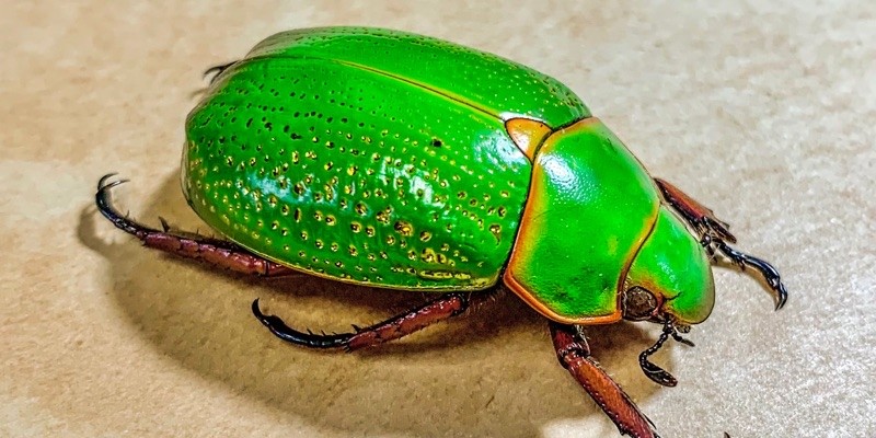 昆蟲🪲標本🐞福利社, 線上商店| 蝦皮購物