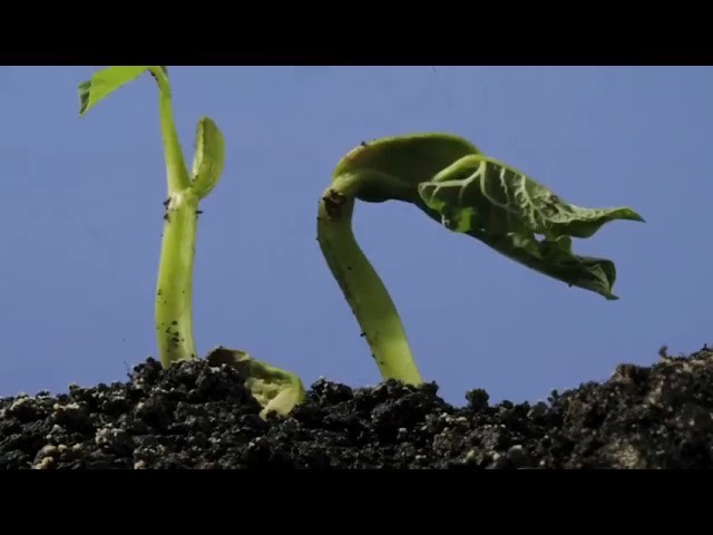 The Seeds Master, Online Shop Jul 2026 | Shopee Singapore