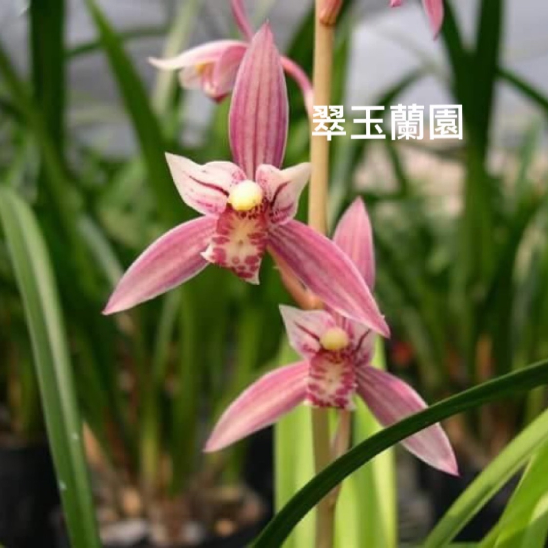 翠玉蘭園Orchid Garden, 線上商店| 蝦皮購物