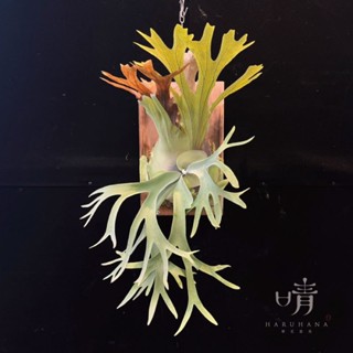 P.willinckii Nano 》 終於成熟的Nano 一路生長都乖乖的芽點沒亂
