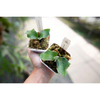 晴花鹿苑鹿角蕨專賣, 線上商店| 蝦皮購物