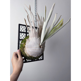 幽植NihiloPlants】, 線上商店| 蝦皮購物