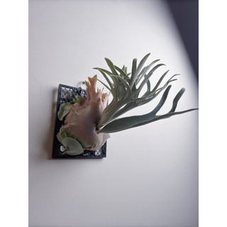幽植NihiloPlants】, 線上商店| 蝦皮購物