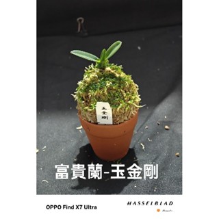 Summer の長生蘭、寶貴蘭。, 線上商店| 蝦皮購物