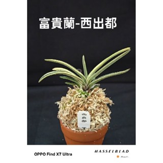 Summer の長生蘭、寶貴蘭。, 線上商店| 蝦皮購物