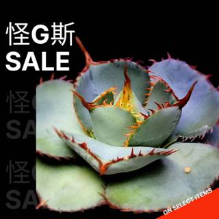 怪G斯-Agave, 線上商店| 蝦皮購物