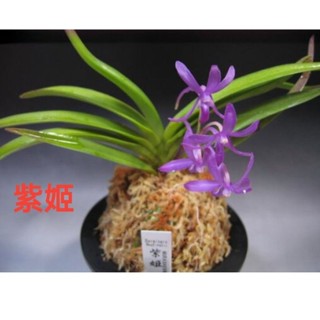 Summer の長生蘭、寶貴蘭。, 線上商店| 蝦皮購物