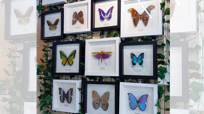 蟲新發現蝴蝶藝品館, 線上商店| 蝦皮購物