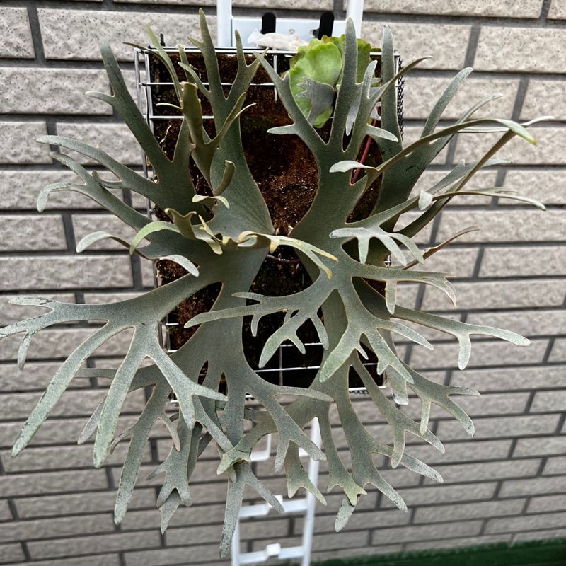 鹿角蕨商店, 線上商店| 蝦皮購物