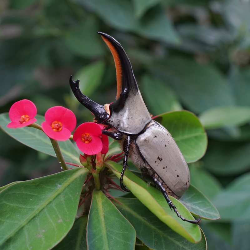 標本 Taiwan Dytiscoidae sp.37mm 標本 Taiwan Dytiscoidae sp.37mm