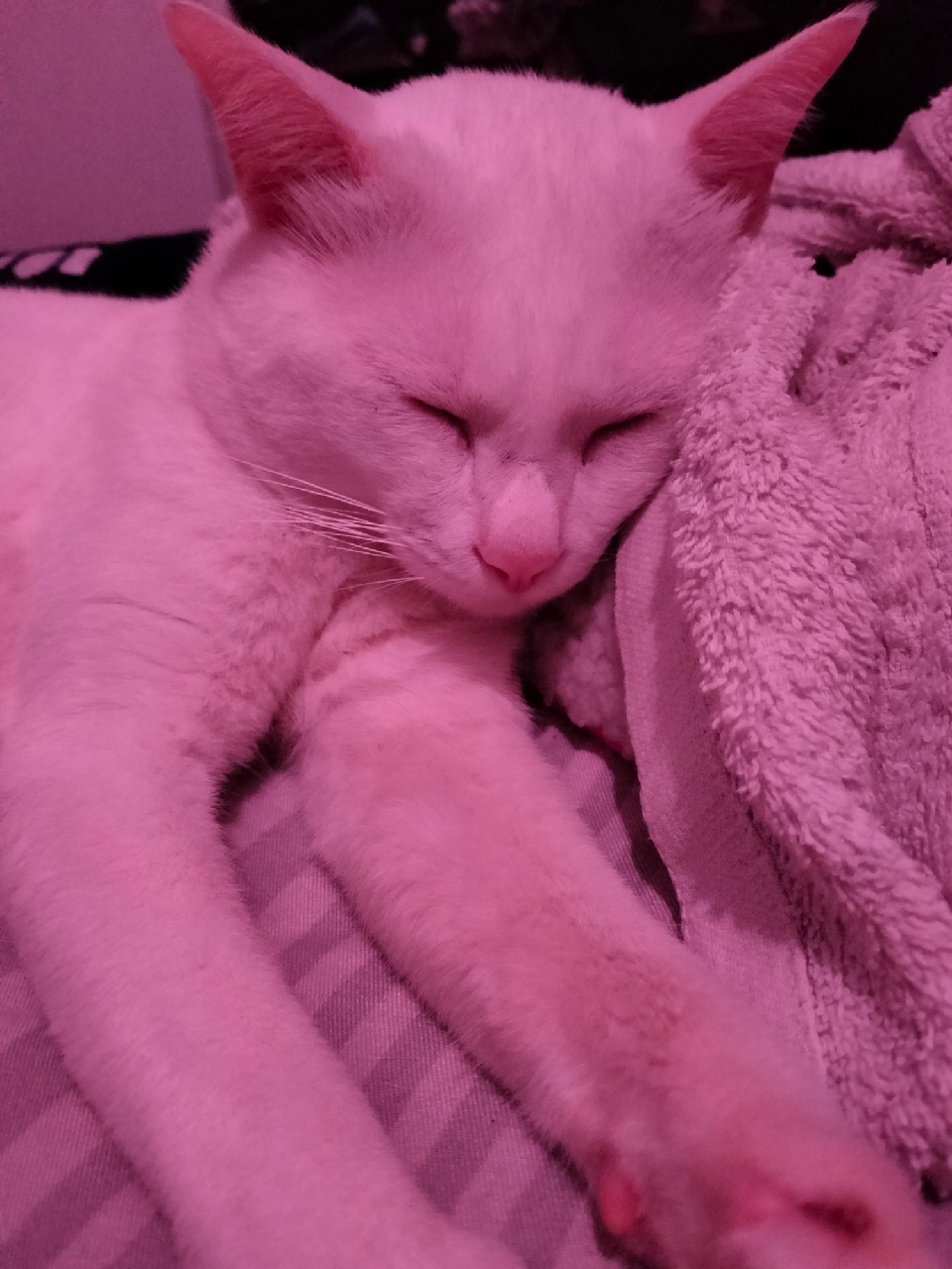 vn-11134103-7r98o-lm221dchuajj84