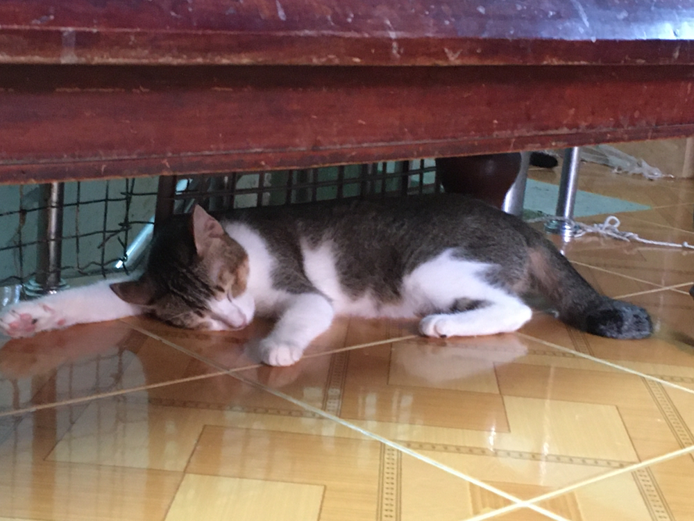 vn-11134103-7r98o-lqan660vvsqf0a