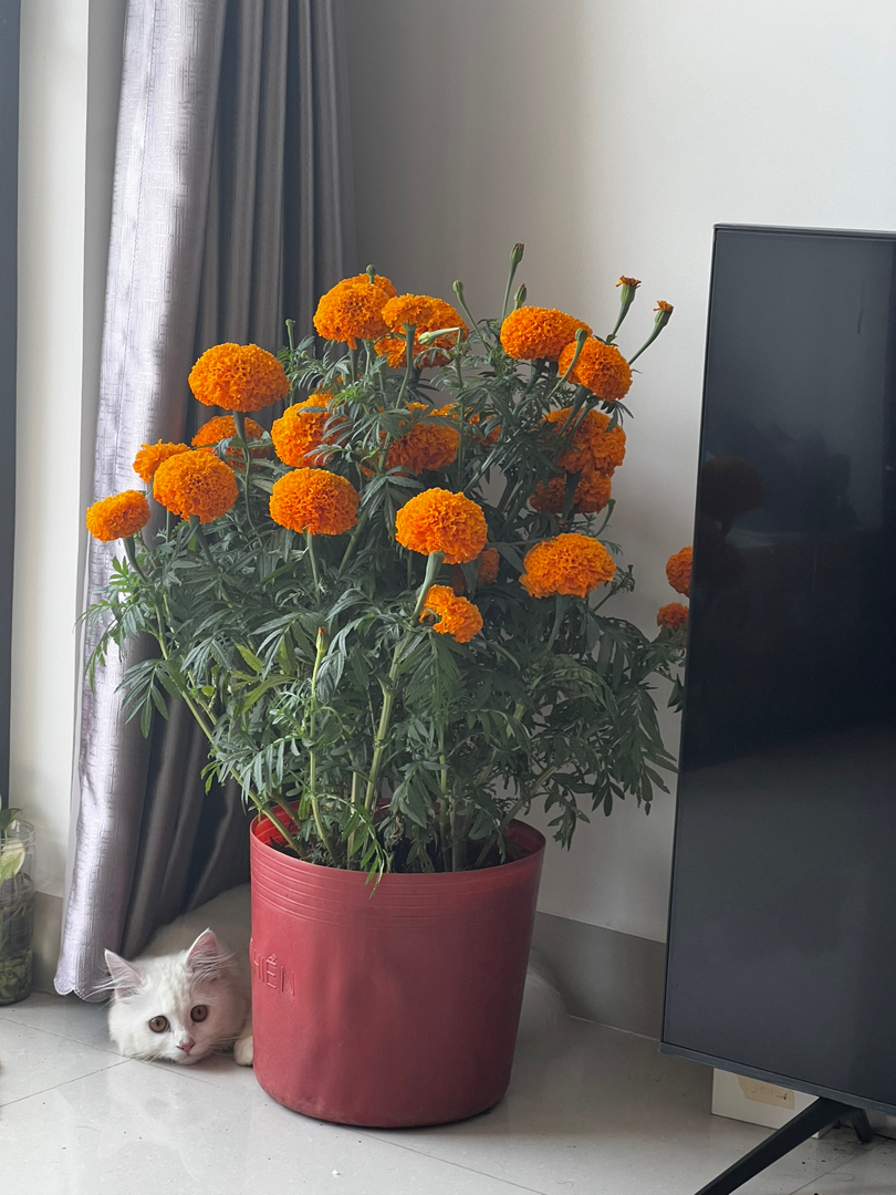 vn-11134103-7r98o-lrn6j5mhv4ck63