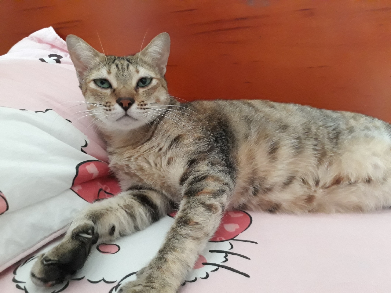 vn-11134103-7r98o-lrneryfdy6xl0e