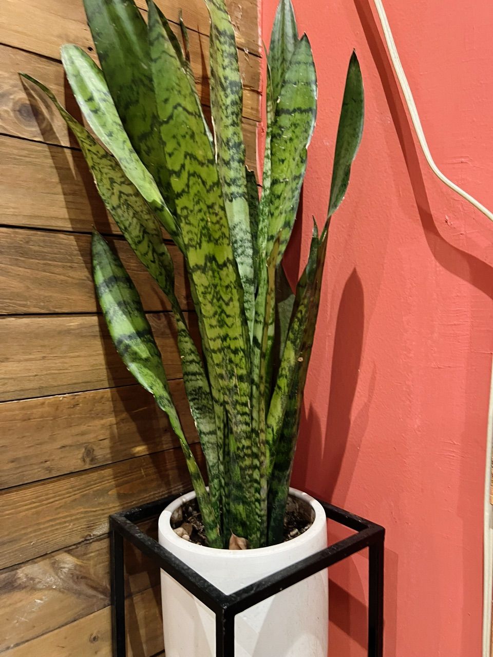 vn-11134103-7ras8-mbeycw94rpgz3e