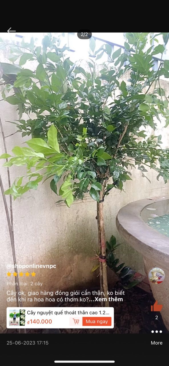 vn-11134103-7ras8-mcasbt8c2hc5ee