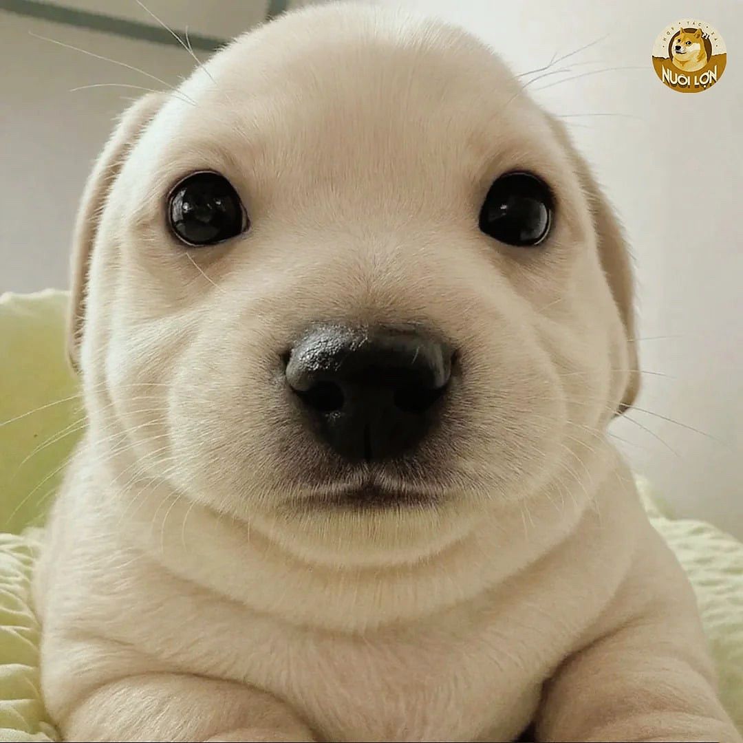 vn-11134103-7ras8-md0446lkc4nwf6