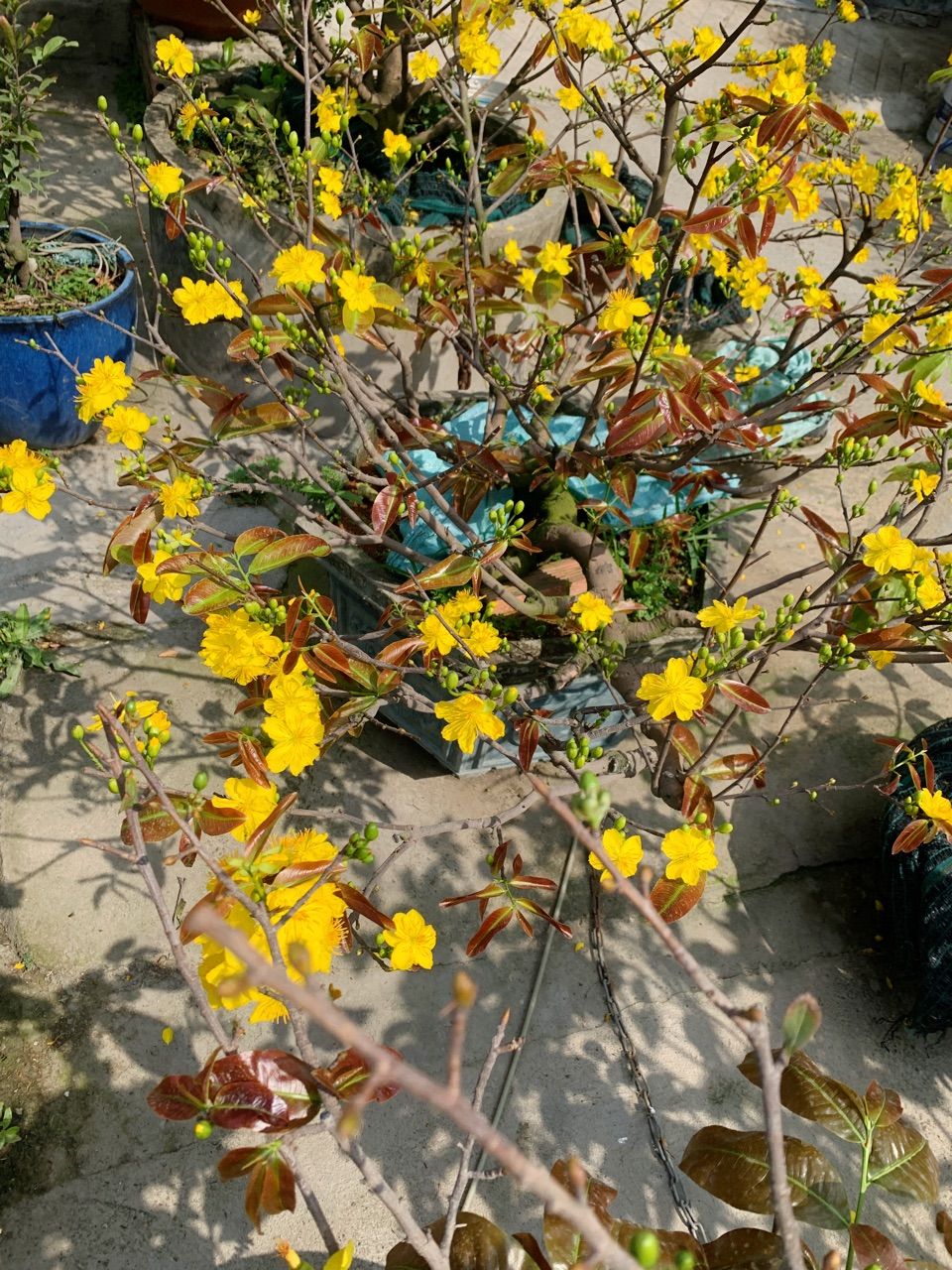 vn-11134103-7ras8-mdemw0mul68560