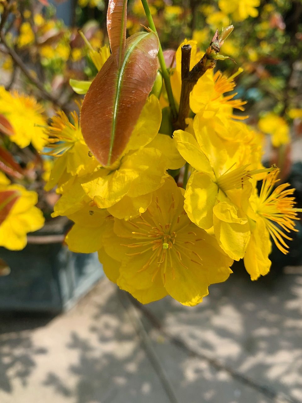 vn-11134103-7ras8-mdemw0mul6lo5a