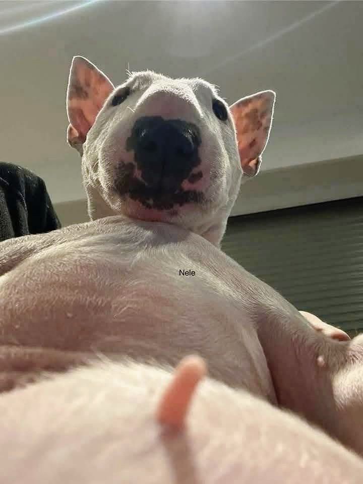 vn-11134103-7ras8-mdmzqvxampj9e6