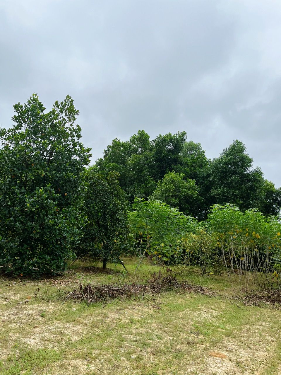 vn-11134103-820l4-mf4vdpjlgmq558