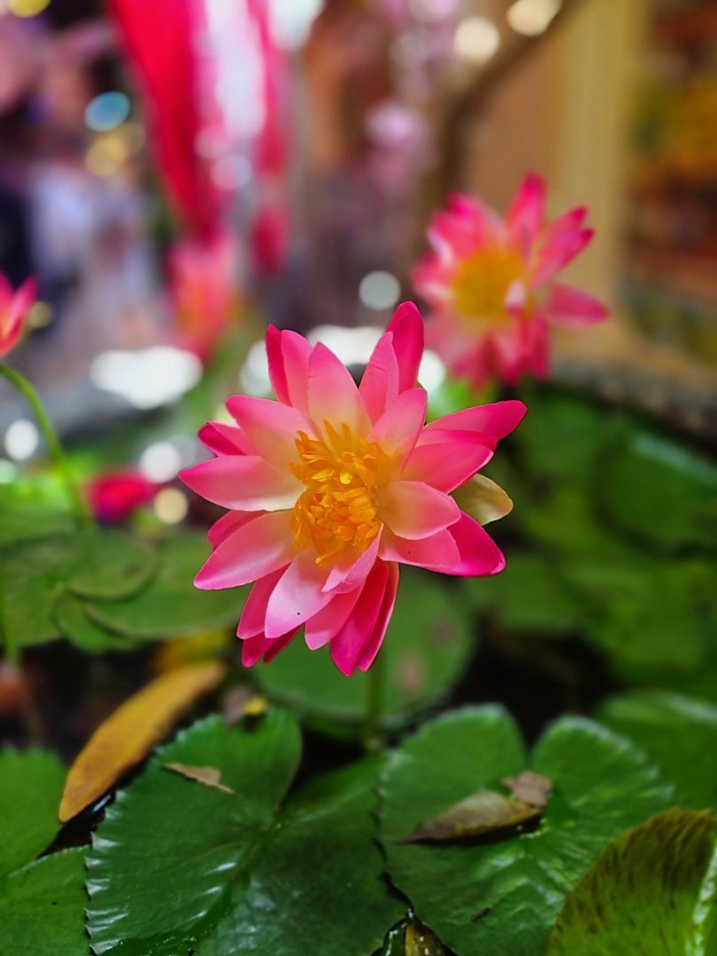 vn-11134103-820l4-mfgpiyqpcmx63b