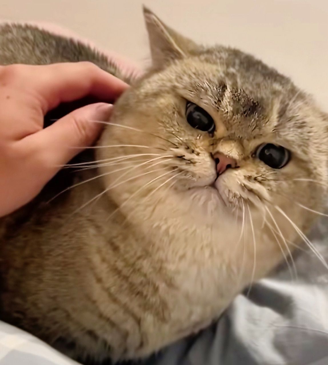 vn-11134103-820l4-mhasulj588wca6