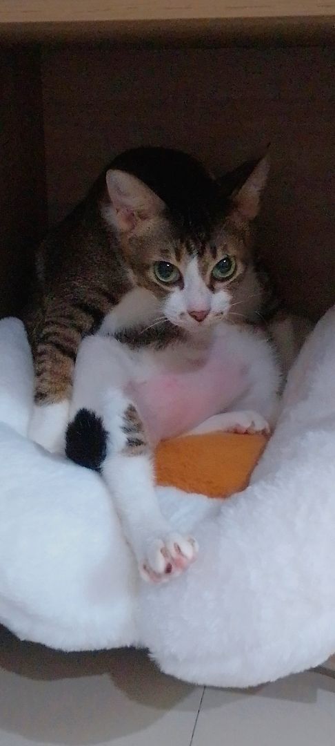 vn-11134103-820l4-mhodg26v6dc8ad