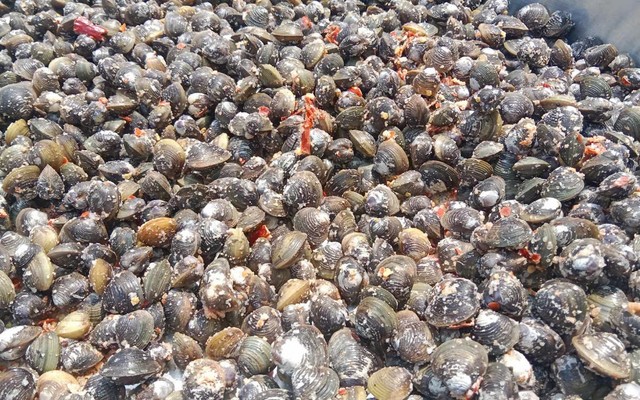 Hến Sấy Muối Ớt Lê Lan - Tỉnh Lộ 10