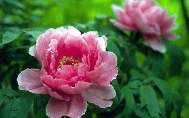 TEST - Trà sữa Green Tea - Cộng Hòa (DienNguyen TEST - don't edit)