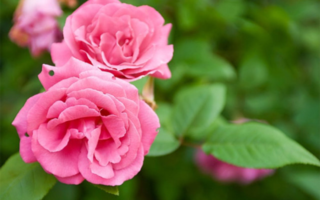 TEST - Trà sữa Green Tea - Etown (DienNguyen TEST - don't edit)