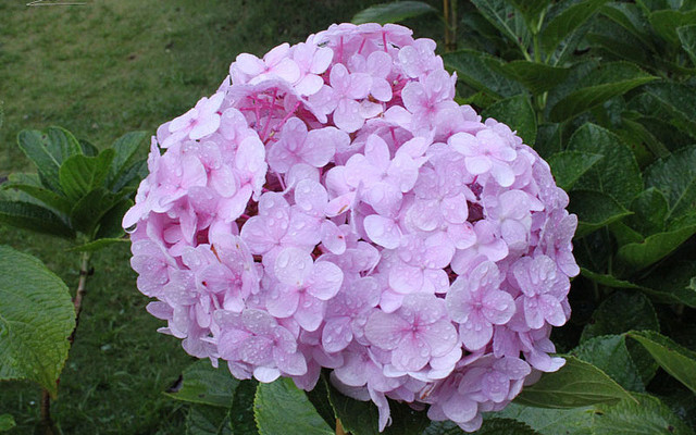 TEST - Trà sữa Green Tea - Fideco (DienNguyen TEST - don't edit)