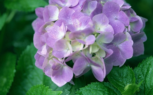 TEST - Trà sữa Green Tea - Hàm Nghi (DienNguyen TEST - don't edit)