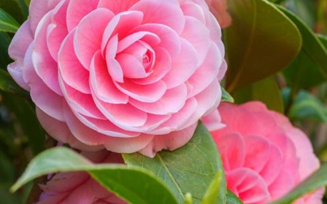 TEST - Trà sữa Green Tea - Hùng Vương (DienNguyen TEST - don't edit)