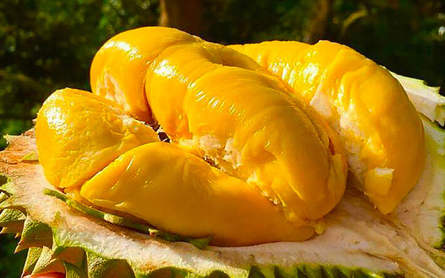 Vựa Sầu Riêng Bến Tre - Nguyễn Đình Chiểu