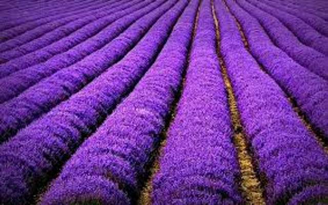 FO - Trà sữa Hokkaido - Nguyễn Gia Trí (old wallet)