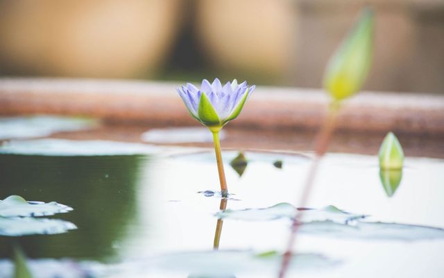 TEST - Trà sữa Shooky - Huỳnh Văn Bánh (old wallet)
