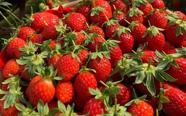 Hoa Quả Khay Gọt Sẵn & Trái Cây Tươi - Linh Fruit