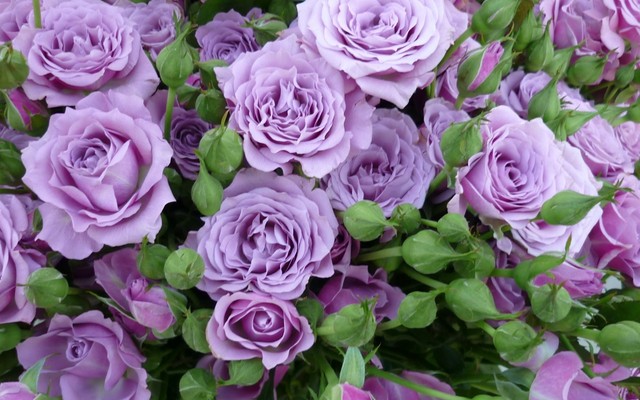 TEST - Trà sữa Green Tea - Võ Văn Tần (DienNguyen TEST - don't edit)