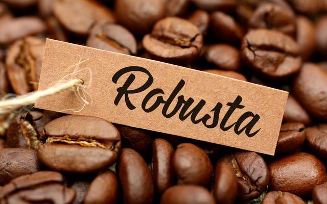Robusta - Cà Phê Pha Máy