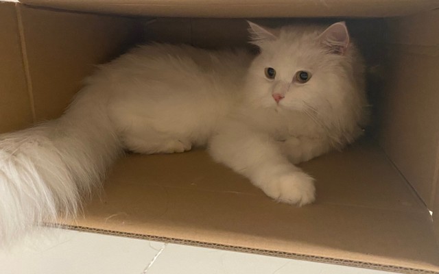 Nhung - Điện Biên - Test