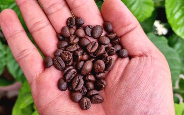 Apsara - Cafe - Phạm Ngũ Lão