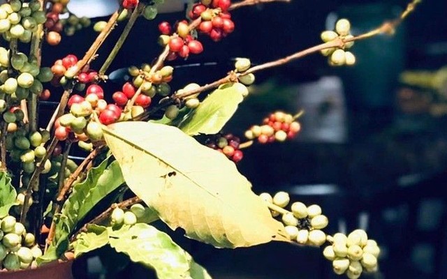 Sky Coffee - Liễu Giai