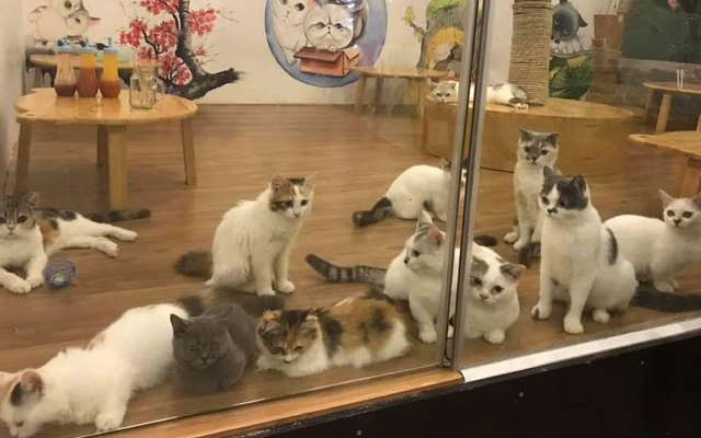 MeowTea- Trà Sữa Cafe Mèo