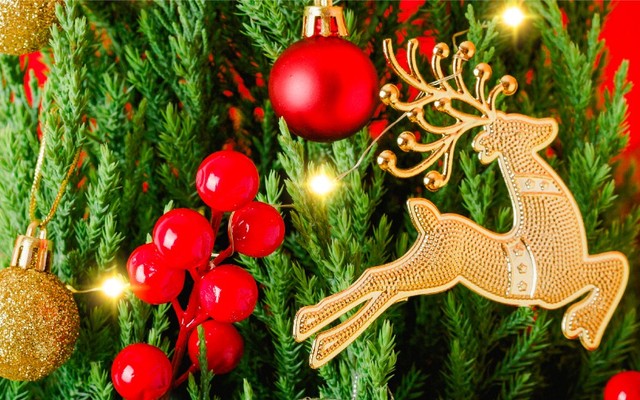 Sanglang - Sen Đá & Cây Nội Thất