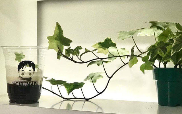 Sữa Chua Nếp Cẩm Chú Mập