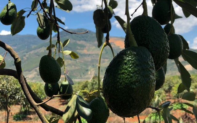 Thế Giới Bơ - Trần Hưng Đạo