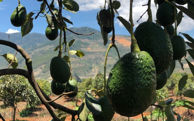 Thế Giới Bơ - Tạ Uyên