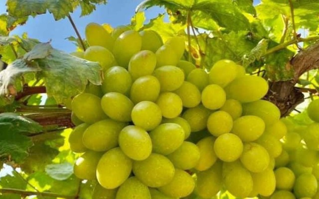 Mì Trộn Chie - Trần Cung